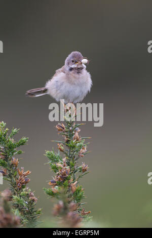 Common Whitethroat Sylvia communis maschio per portare cibo ai giovani a Halse Combe, Exmoor in giugno. Foto Stock