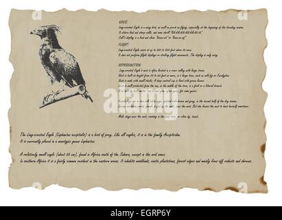 Un disegnati a mano illustrazione - Long Crested Eagle Illustrazione Vettoriale