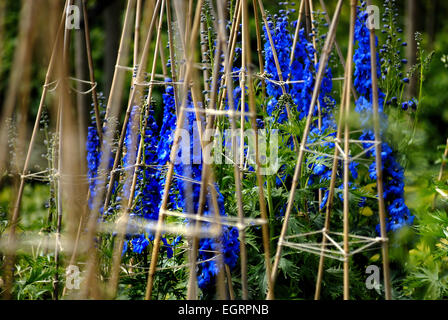 Delphiniums blu, il giardino a Alnwick Foto Stock