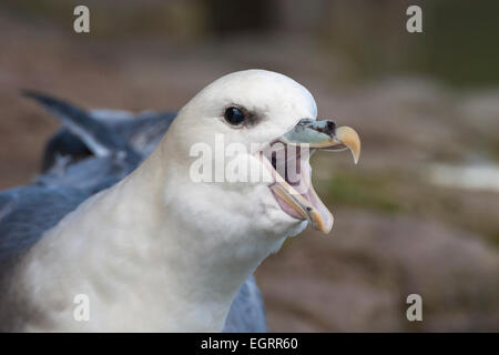 Northern fulmar Fulmaris glacialis, adulto, chiamando, Handa Island, altopiani, UK in maggio. Foto Stock