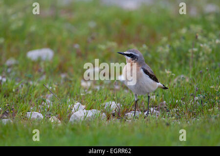 Culbianco Oenanthe oenanthe, maschio arroccato su erba a Dipi Larssos, Lesbo in aprile. Foto Stock