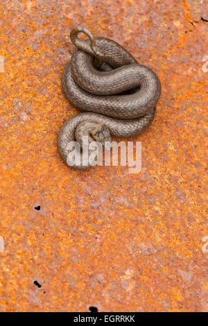 Serpente liscio Coronella austriaca (sotto licenza), maschio adulto, avvolte a spirale sul metallo arrugginito foglio, Arne, Dorset in maggio. Foto Stock