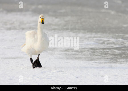 Whooper Swan Cygnus cygnus, passeggiate sul lago ghiacciato, Welney, Regno Unito nel mese di novembre. Foto Stock