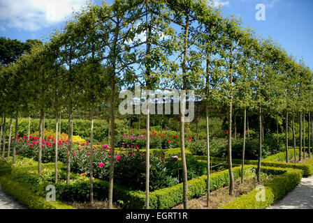 Espaliered meli, il giardino a Alnwick Foto Stock