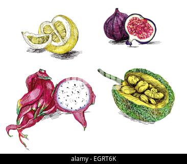 Frutti tropicali collection - un disegno a mano e le illustrazioni di pittura, pack Illustrazione Vettoriale