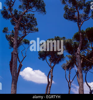 Pino, Pinus pinea Foto Stock
