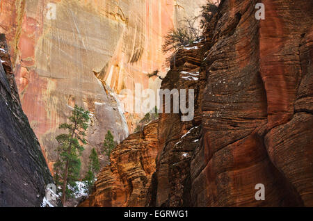 Questa scena è lungo il punto di osservazione trail, nel Parco Nazionale di Zion, Utah, Stati Uniti. Questa zona è Echo Canyon. Foto Stock