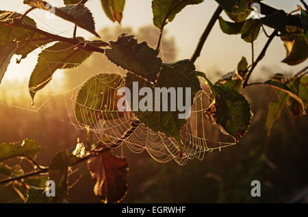 Giardino d'autunno in mattinata con spider web. Foto Stock