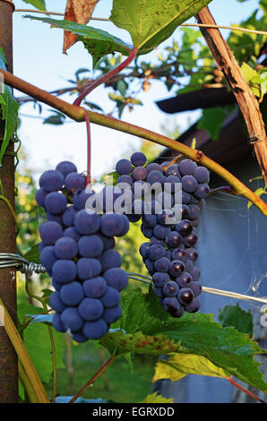 Le uve in Bielorussia. Foto Stock