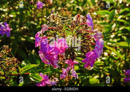 Fiori di autunno. Foto Stock