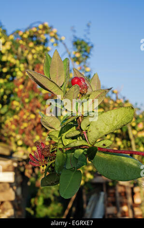 Fiori di autunno. Foto Stock