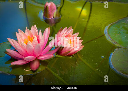 Nymphaeaceae è una famiglia di piante da fiore come il giglio d'acqua. Foto Stock