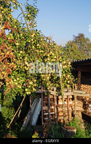 Casa rurale yard - giardino, melo e legna da ardere. Foto Stock