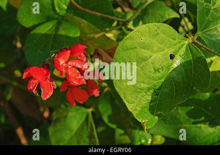 Fiori di autunno. Foto Stock