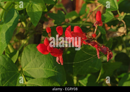 Fiori di autunno. Foto Stock