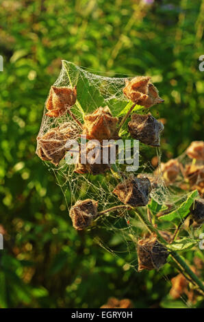 Giardino d'autunno in mattinata con spider web. Foto Stock