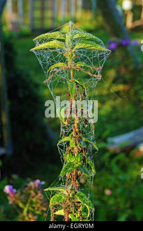 Giardino d'autunno in mattinata con spider web. Ortica e web. Foto Stock