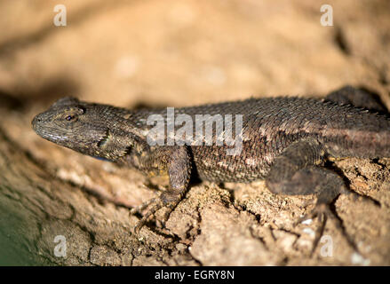 Elkton, Oregon, Stati Uniti d'America. 1 Mar, 2015. Una recinzione occidentale lizard nasconde nella bocchetta a lancia di un marciume tree come tepore del caldo sole del pomeriggio su una collina nei pressi di Elkton nel sud-ovest dell'Oregon. Temperature primaverili sono arrivati nella zona. © Robin Loznak/ZUMA filo/Alamy Live News Foto Stock