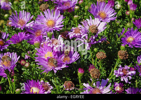 Fiori di autunno. Foto Stock