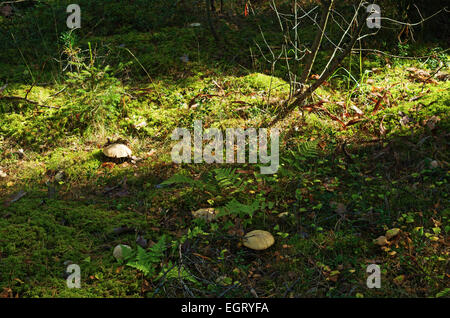 I funghi nel legno di autunno. Foto Stock