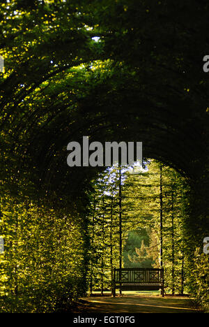 Tunnel di faggio, il giardino a Alnwick Foto Stock