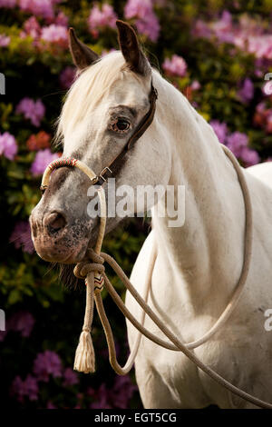 POA, Pony delle Americhe, White Horse indossando un Bosal hackamore, una briglia bitless utilizzato in stile occidentale a cavallo Foto Stock