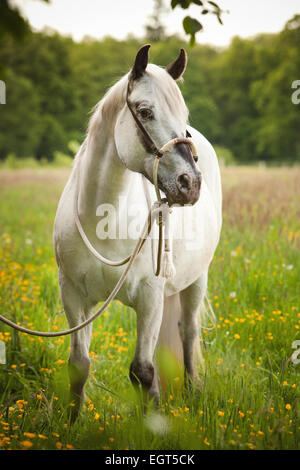 POA, Pony delle Americhe, mare in puledro, White Horse indossando un Bosal hackamore, una briglia bitless utilizzato in stile occidentale a cavallo Foto Stock
