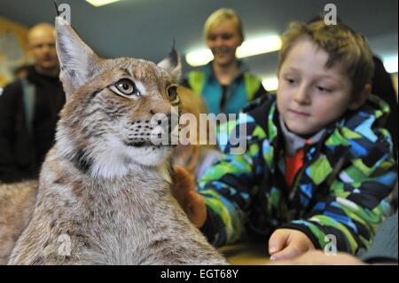 Klatovy Regione, Repubblica Ceca. 28 Feb, 2015. I visitatori del centro info Sumava Parco Nazionale potrebbe vedere 9 mesi eurasiatica (Lynx Lynx lynx), che è chiamato Blondyn alternativamente e vive nel parco zoo Zajezd vicino Kladno o a Praga piatto, in Kasperske montagne, Klatovy regione, Repubblica Ceca, il 28 febbraio 2015. Egli è atta a umano e non riesce a tornare alla natura. Credito: CTK/Alamy Live News Foto Stock