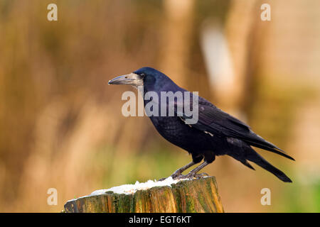 Rook sul ceppo di albero Foto Stock