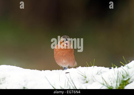 Fringuello maschio nella neve Foto Stock