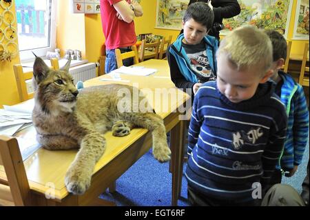 Klatovy Regione, Repubblica Ceca. 28 Feb, 2015. I visitatori del centro info Sumava Parco Nazionale potrebbe vedere 9 mesi eurasiatica (Lynx Lynx lynx), che è chiamato Blondyn alternativamente e vive nel parco zoo Zajezd vicino Kladno o a Praga piatto, in Kasperske montagne, Klatovy regione, Repubblica Ceca, il 28 febbraio 2015. Egli è atta a umano e non riesce a tornare alla natura. Credito: CTK/Alamy Live News Foto Stock