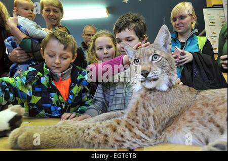 Klatovy Regione, Repubblica Ceca. 28 Feb, 2015. I visitatori del centro info Sumava Parco Nazionale potrebbe vedere 9 mesi eurasiatica (Lynx Lynx lynx), che è chiamato Blondyn alternativamente e vive nel parco zoo Zajezd vicino Kladno o a Praga piatto, in Kasperske montagne, Klatovy regione, Repubblica Ceca, il 28 febbraio 2015. Egli è atta a umano e non riesce a tornare alla natura. Credito: CTK/Alamy Live News Foto Stock