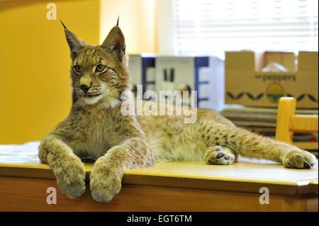 Klatovy Regione, Repubblica Ceca. 28 Feb, 2015. I visitatori del centro info Sumava Parco Nazionale potrebbe vedere 9 mesi eurasiatica (Lynx Lynx lynx), che è chiamato Blondyn alternativamente e vive nel parco zoo Zajezd vicino Kladno o a Praga piatto, in Kasperske montagne, Klatovy regione, Repubblica Ceca, il 28 febbraio 2015. Egli è atta a umano e non riesce a tornare alla natura. Credito: CTK/Alamy Live News Foto Stock