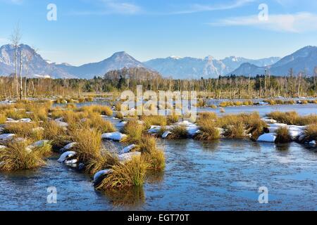 Brughiere in inverno, bog ricoperto di ghiaccio, comune Club-giunchi o giunchi (Schoenoplectus lacustris), sul retro della Baviera Foto Stock