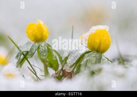 Aconitum invernale (Eranthis hyemalis) nella neve, Hesse, Germania Foto Stock