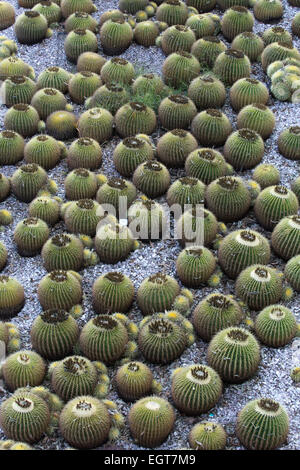 Giardino di cactus al Getty Center dall'architetto Richard Meier e artista Robert Irwin, Los Angeles California, Stati Uniti d'America 2012 Foto Stock