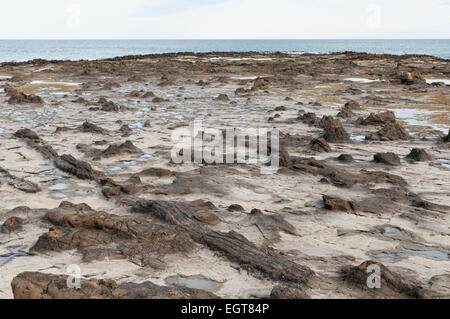 Fossilizzato Jurassic-alberi di età a Curio Bay sulla costa Catlins, Southland, South Island, in Nuova Zelanda. Foto Stock