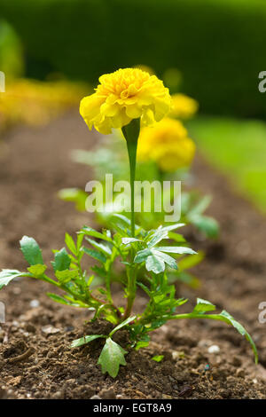 Piantate Le calendule nel giardino di primavera. Foto Stock