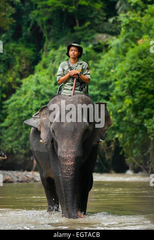 Un ranger del Parco Nazionale di Gunung Leuser sta cavalcando l'elefante di Sumatran su un fiume vicino a Tangkahan, Langkat, Sumatra Nord, Indonesia. Foto Stock