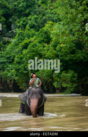 Un ranger del Parco Nazionale di Gunung Leuser sta cavalcando l'elefante di Sumatran su un fiume vicino a Tangkahan, Langkat, Sumatra Nord, Indonesia. Foto Stock