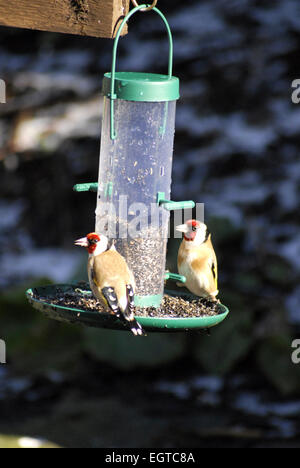 Coppia di cardellini, Carduelis carduelis, su giardino birdfeeder rifornito con semi di niger. Foto Stock