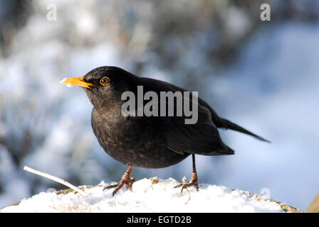 Merlo maschio, Turdus merula, nella neve Foto Stock