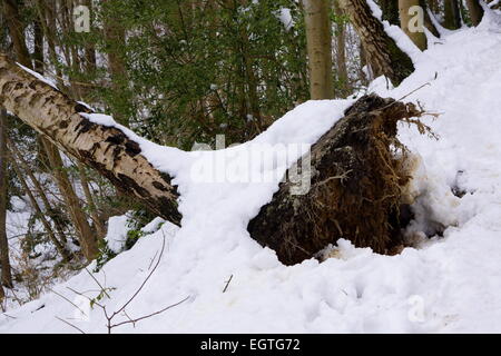 Sradicati, caduti argento betulla nel bosco innevato Foto Stock