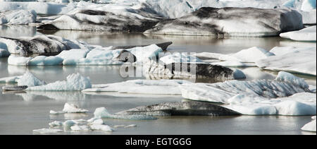 Il ghiaccio del ghiacciaio a Fjallsarlon in Islanda Foto Stock