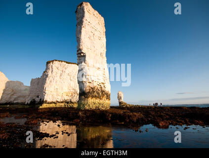 Old Harry Rocks, Purbeck Costa, Dorset Foto Stock