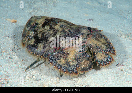 Pantofola aragosta o scolpito mitten aragosta (Parribacus antarcticus) Bohol Sea, Filippine, Sud-est asiatico Foto Stock