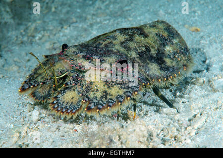 Pantofola aragosta o scolpito mitten aragosta (Parribacus antarcticus) Bohol Sea, Filippine, Sud-est asiatico Foto Stock