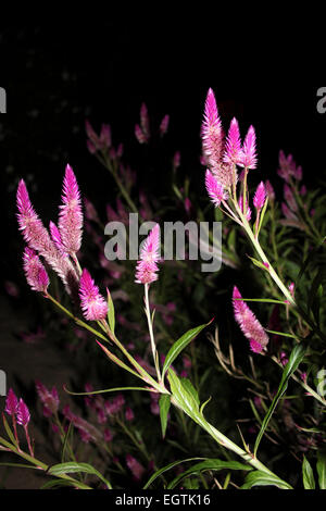 Fiore della piuma celosia amaranto di notte Foto Stock