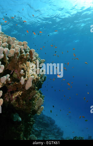 Coralfish lyretail, lyretail anthias, mare goldie o scalefin anthia (Pseudanthias squamipinnis) Mare Rosso, Egitto, Africa Foto Stock