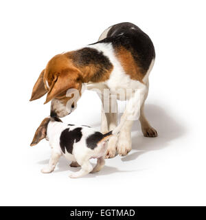Beagle adulto a giocare con un cucciolo di beagle Foto Stock
